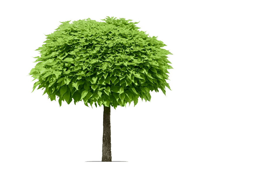 Viveros en Monterrey