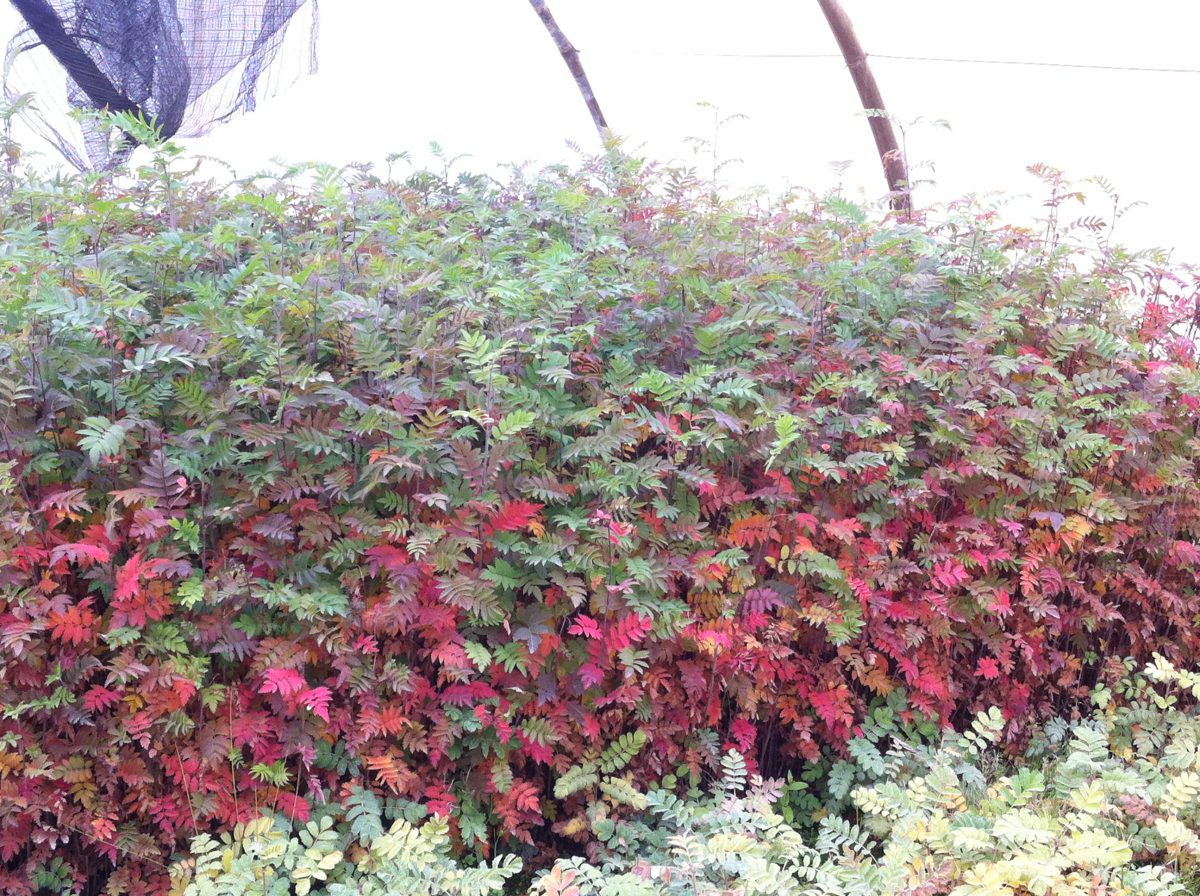 Planta ornamental Viveros Yanguas S.L.