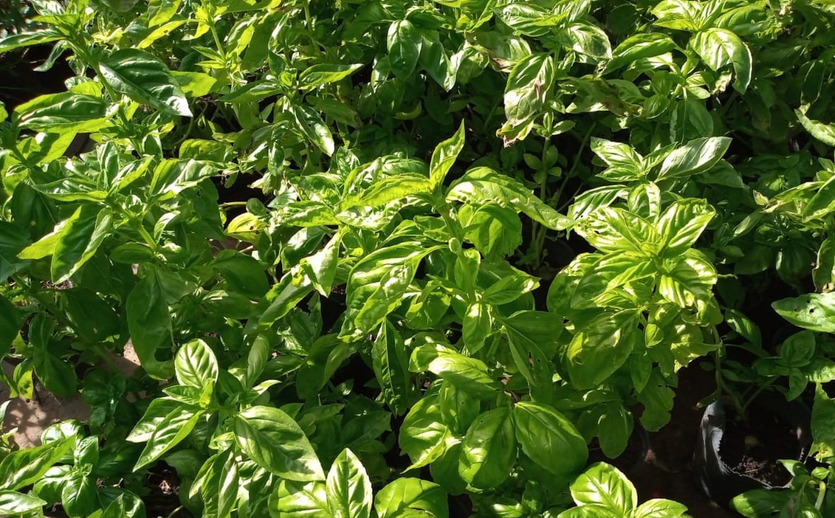 Albahaca m12 • Vivero Verde Vida