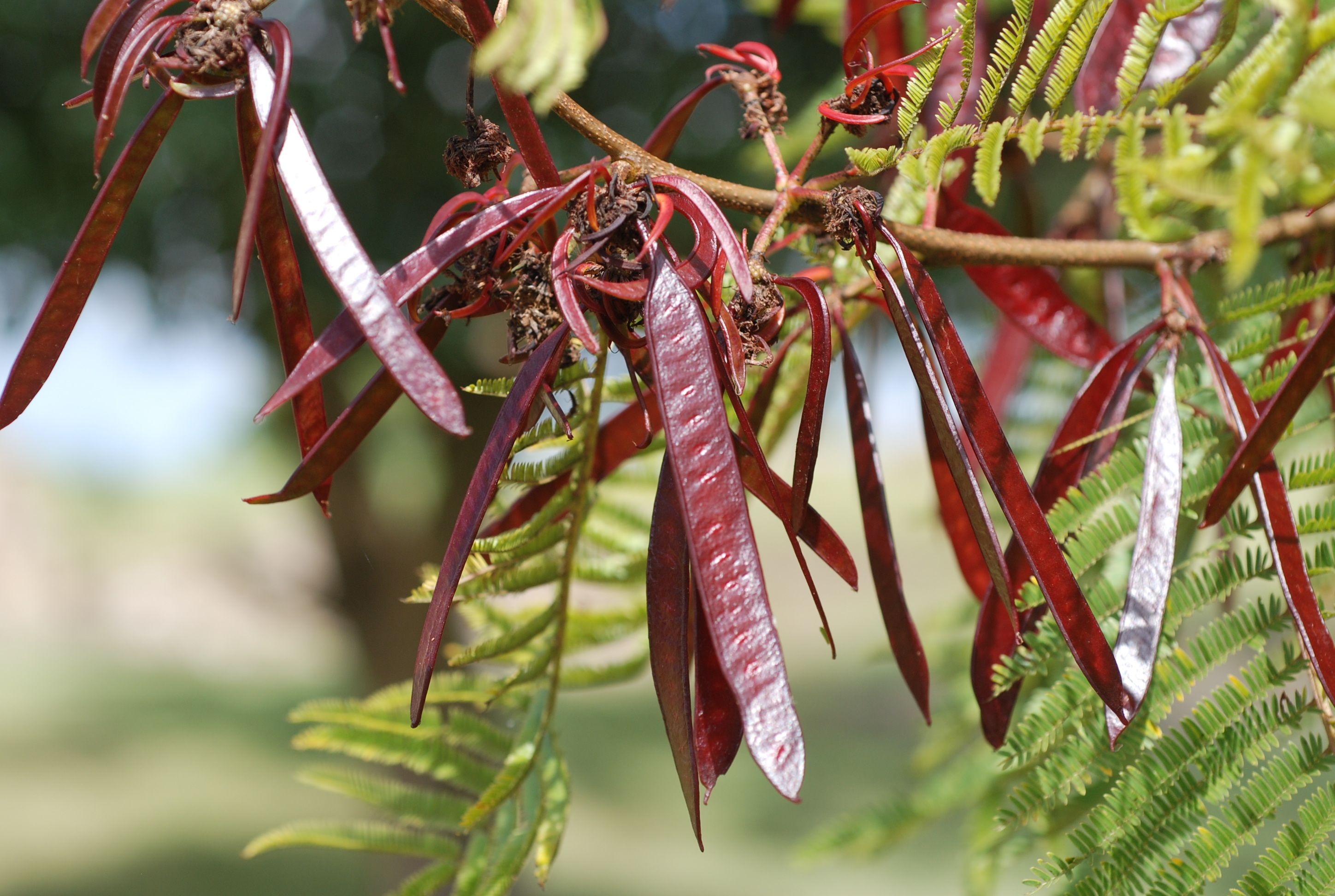 Guaje Rojo / Blanco / Verde Vivero Yautepec
