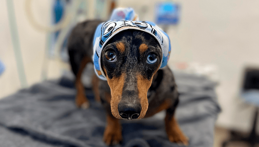 Vida de Vet Os dentes da Polenta Vivet Hospital Veterinário