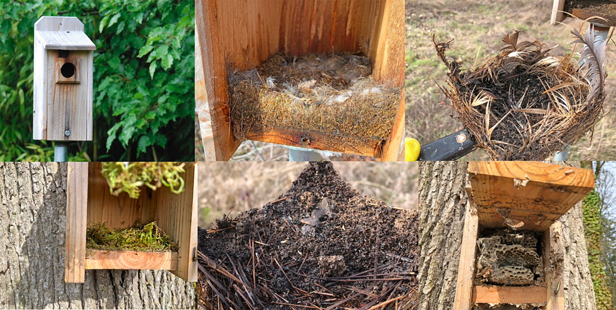 section 6c2 Nesting VividScience