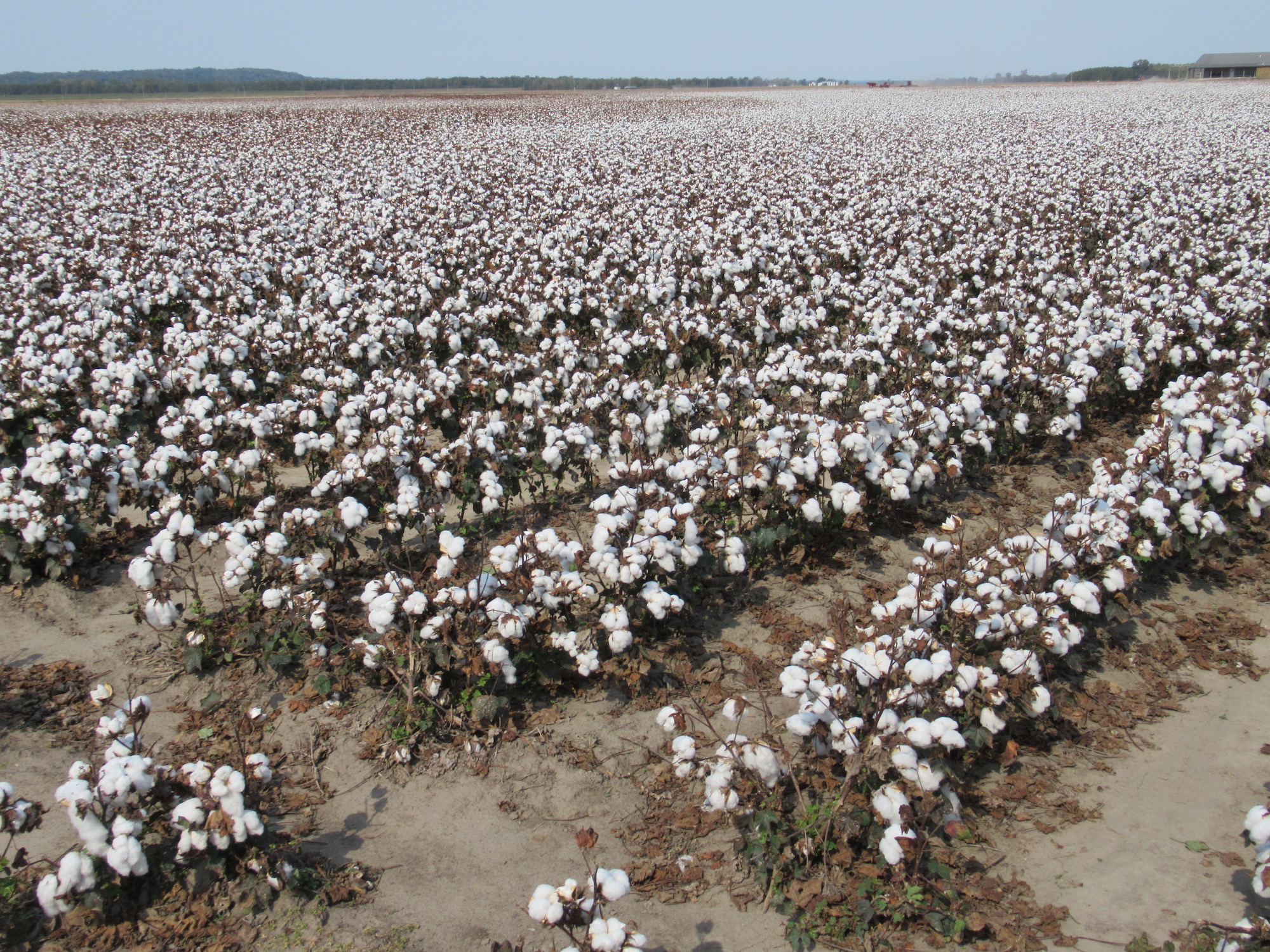 Discovering Illinois Cotton Around and About with Viv