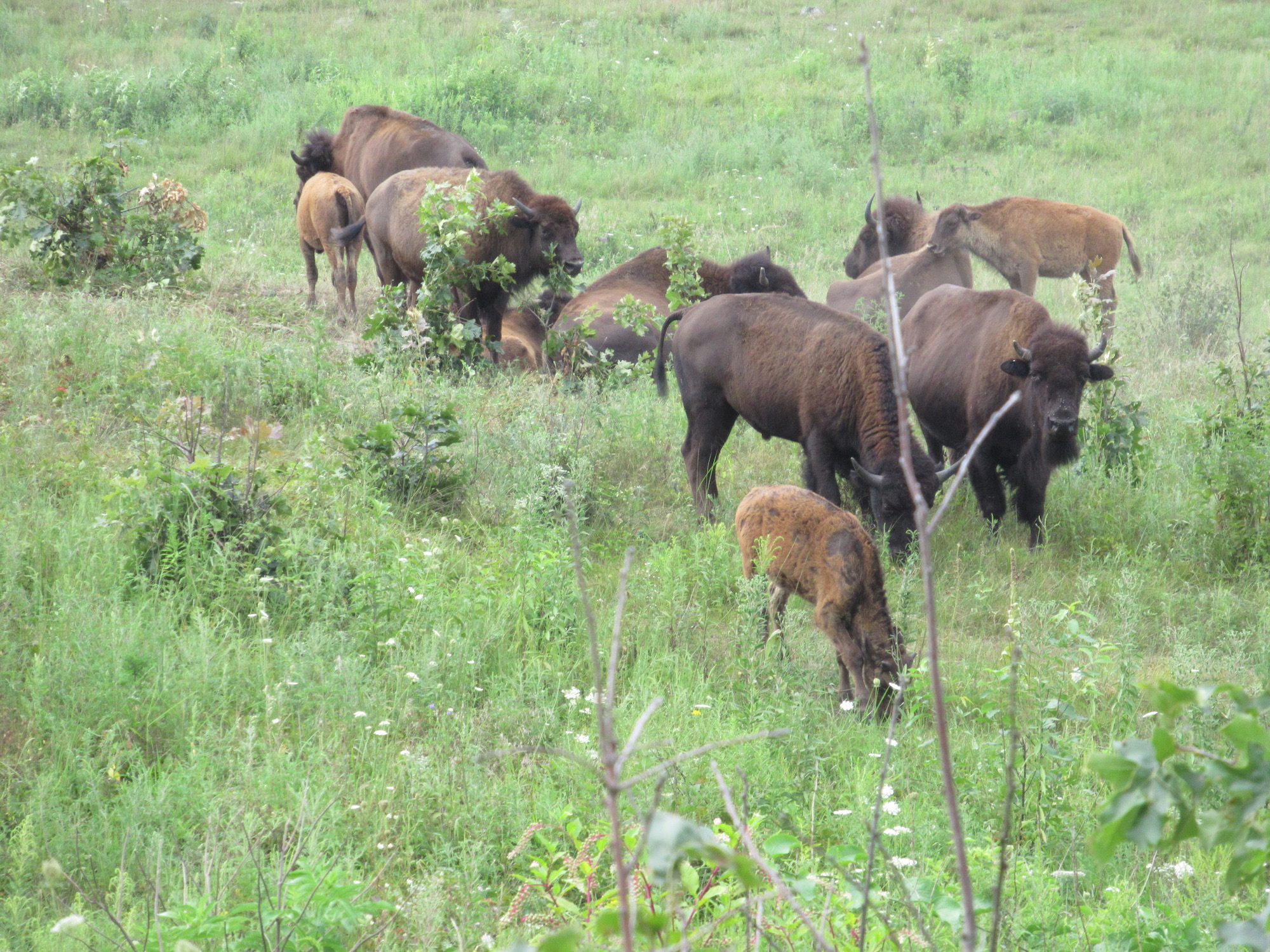 where to see bison in Illinois Around and About with Viv