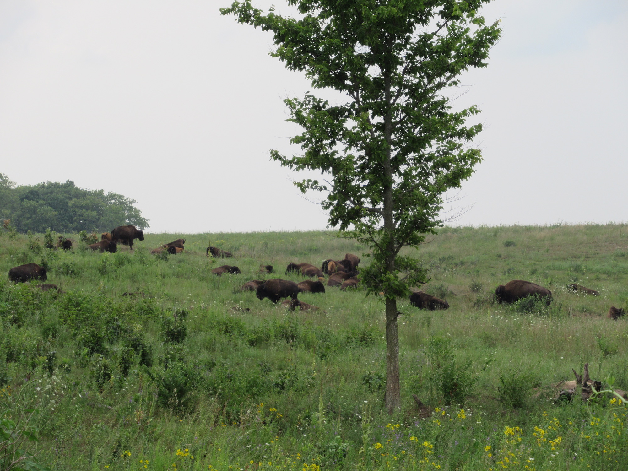 where to see bison in Illinois Around and About with Viv