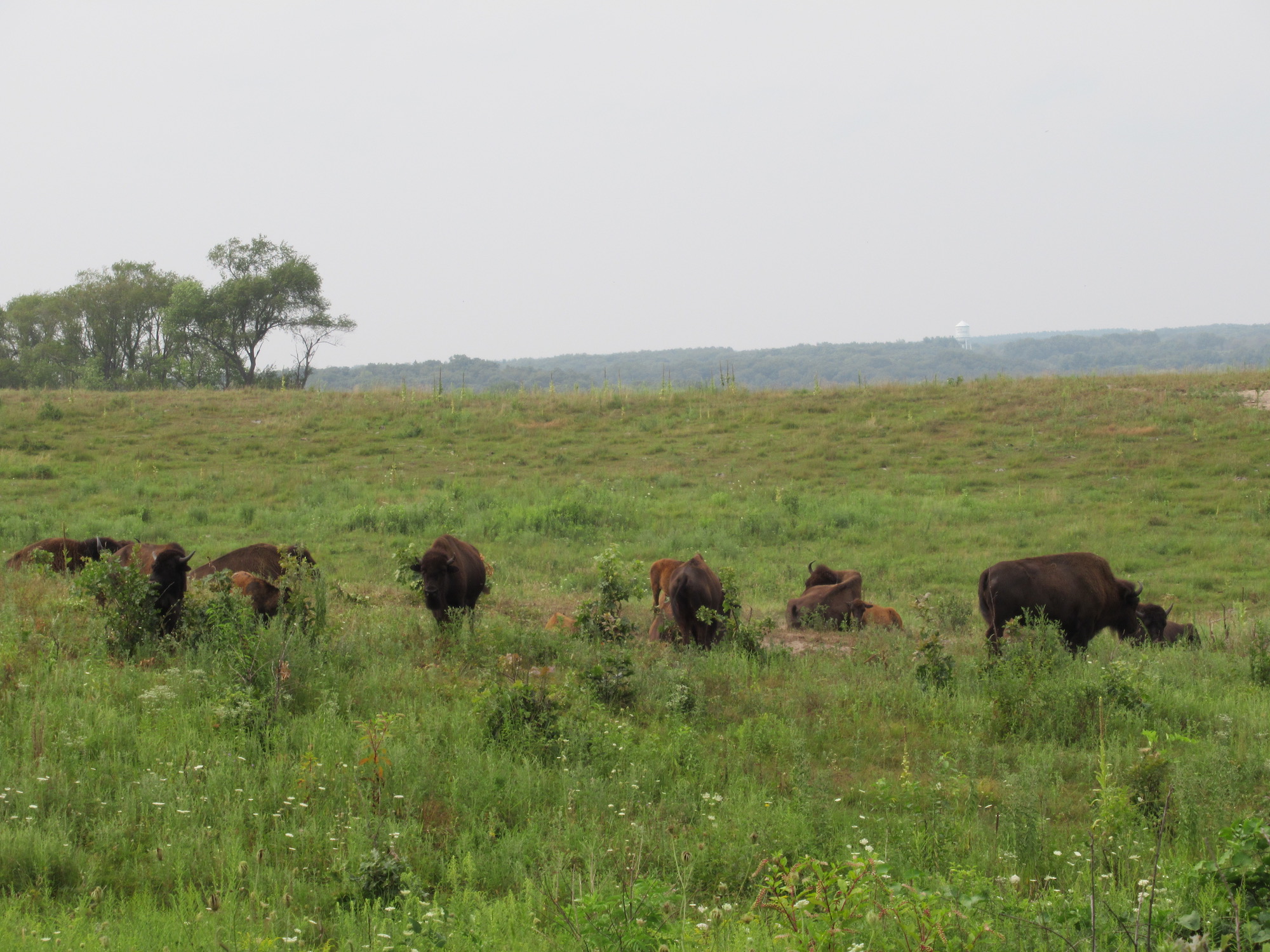 where to see bison in Illinois Around and About with Viv