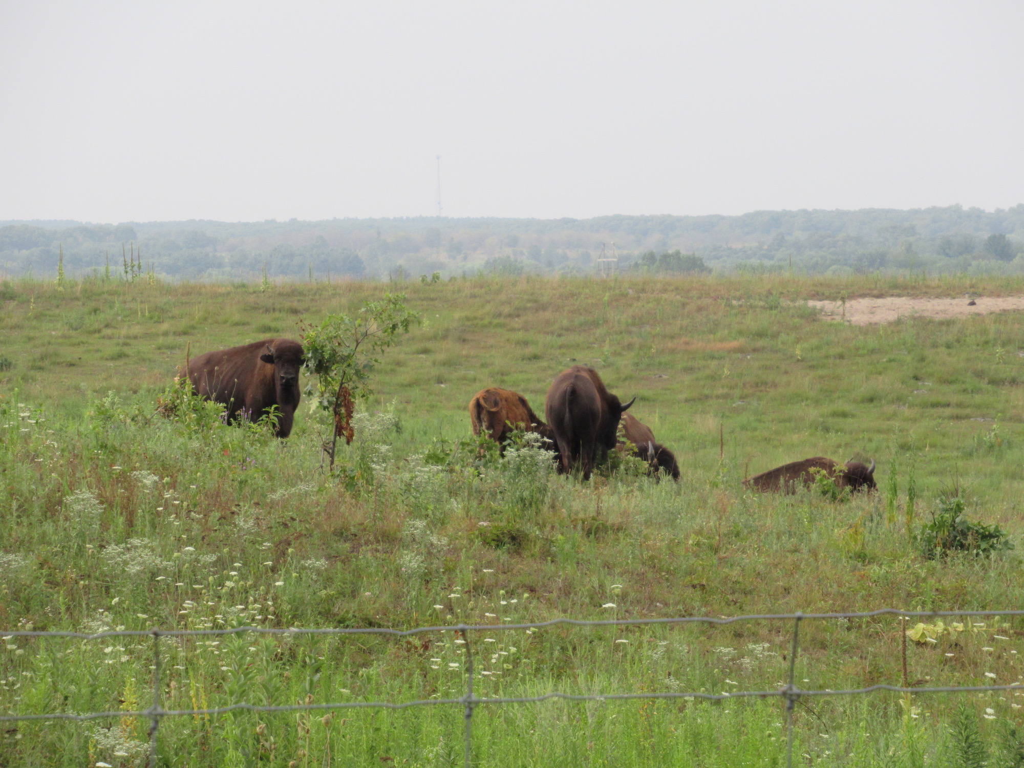 where to see bison in Illinois Around and About with Viv