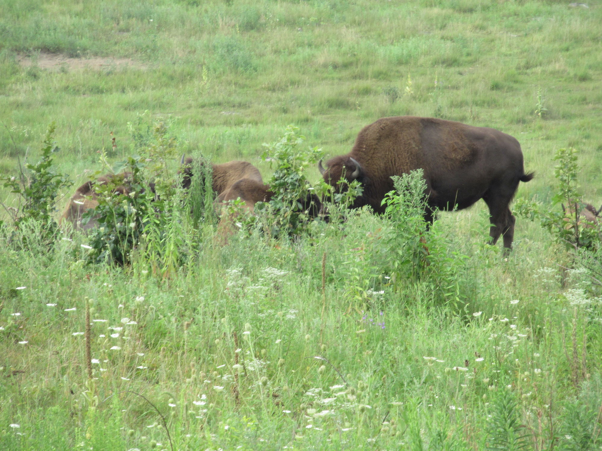 where to see bison in Illinois Around and About with Viv