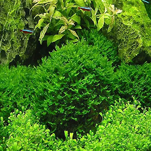 A Guide to the Best Aquarium Moss for Beginners and Experts VIVOFISH
