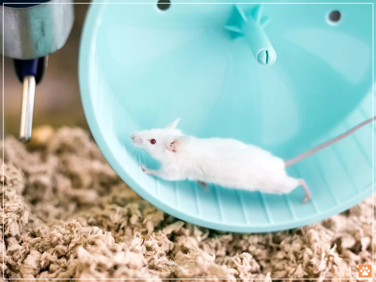 Pet Mice Squeaking How to Decode the Different Types of Sounds VIVO Pets