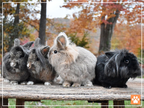 Lionhead Rabbit Size & Weight Chart – How Big do They Grow? - VIVO Pets