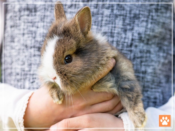 Lionhead Rabbit Size & Weight Chart – How Big do They Grow? - VIVO Pets