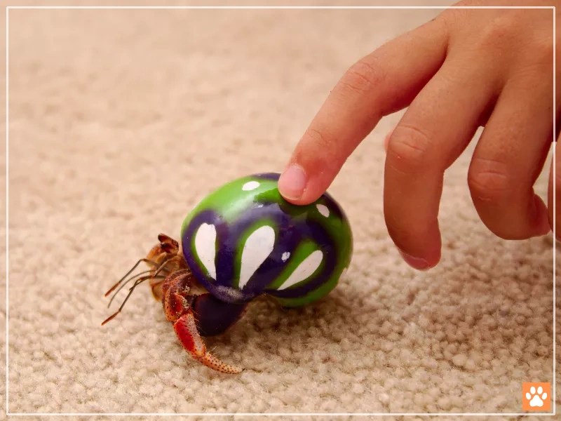 Are Painted Shells Bad for Hermit Crabs? VIVO Pets