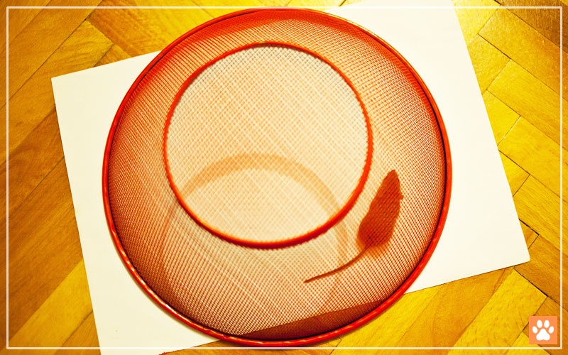 How to Catch Escaped Pet Mouse in Your Home? VIVO Pets