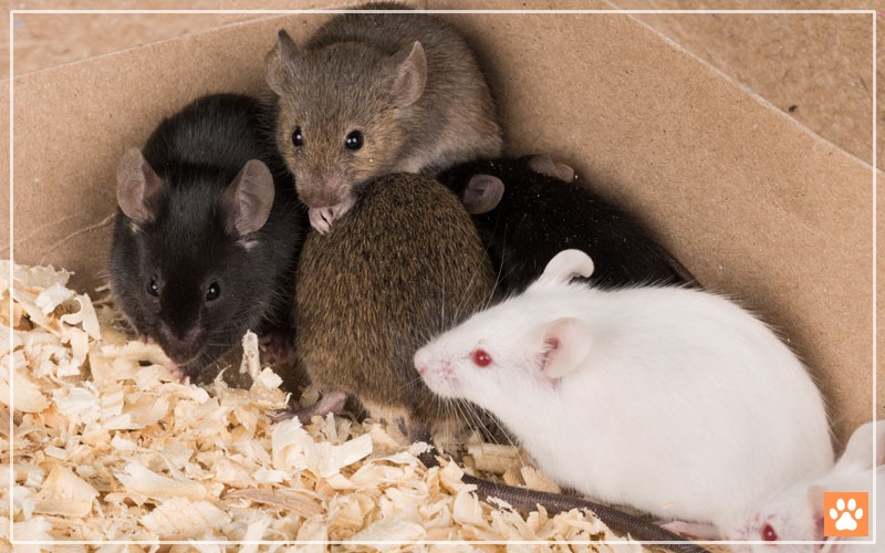 Are Pet Mice Aggressive? 5 Things You Should Consider VIVO Pets