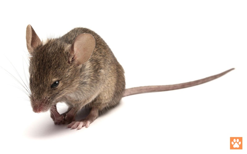 Can a Pet Mouse Have Diarrhea? How to Treat It? VIVO Pets