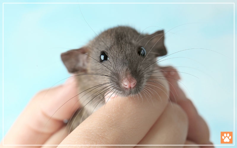 Why is My Pet Mouse Stressed? VIVO Pets