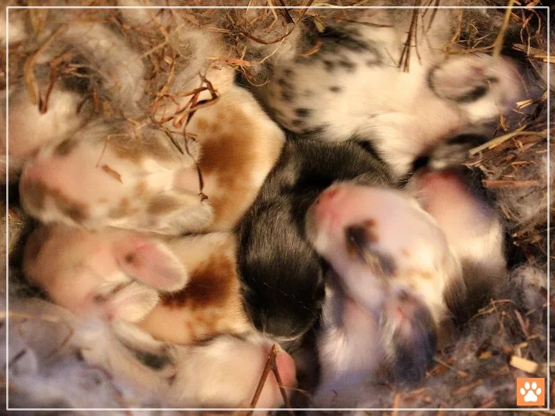 Do Baby Rabbits Need a Heat Lamp? VIVO Pets