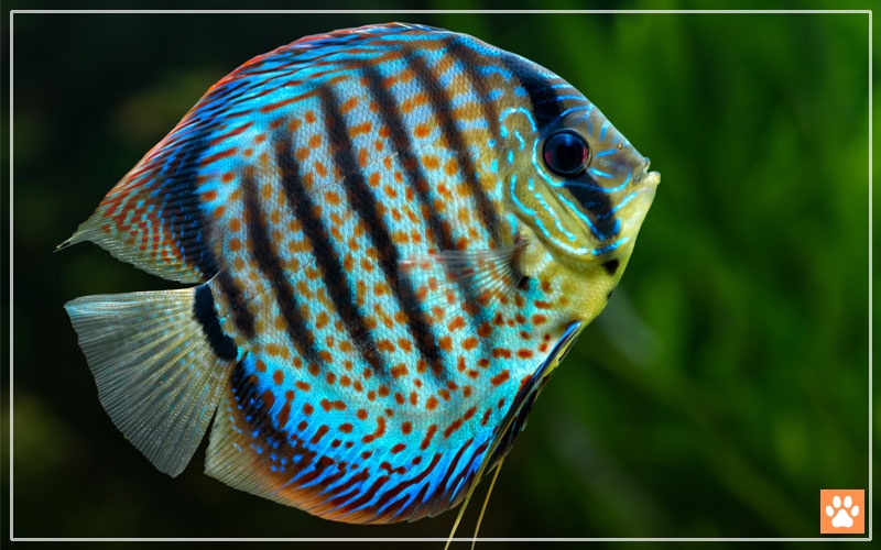 Discus Fish Species Profile & Facts VIVO Pets