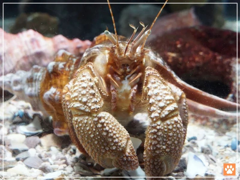 10 Aquatic Hermit Crabs for Reef Tanks VIVO Pets
