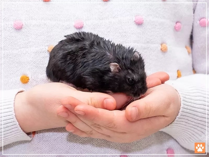 The Adorable Black Teddy Bear Hamster A Complete Guide VIVO Pets
