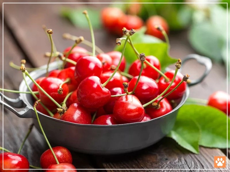 Sweet or Sour Should Your Hamster Eat Cherries? VIVO Pets