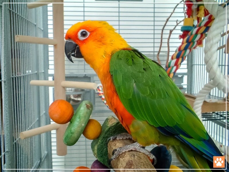 Are Mirrors Good for Conures? Benefits and Drawbacks VIVO Pets