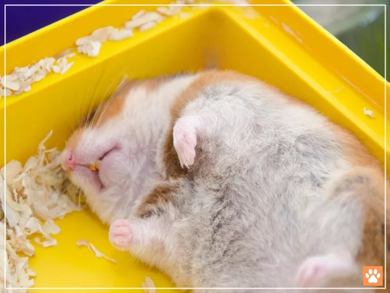 How to Euthanize a Hamster? The Most Human Way VIVO Pets