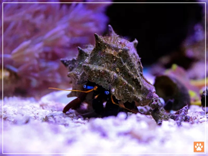 10 Aquatic Hermit Crabs for Reef Tanks VIVO Pets