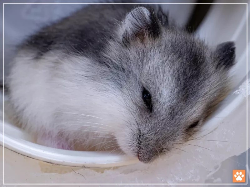 Why My Hamster Won't Eat? 7 Common Reasons and Solutions VIVO Pets