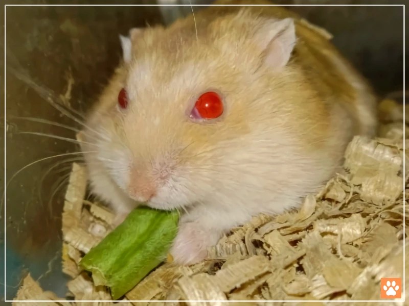 RedEyed Hamsters The Underrated Stars of the Rodent World VIVO Pets