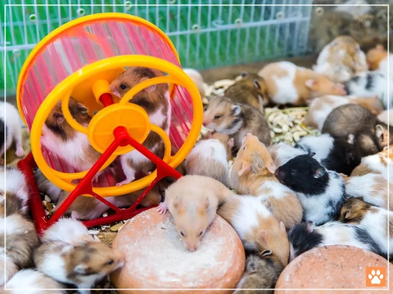 How Much do Hamsters Cost at Petco? VIVO Pets