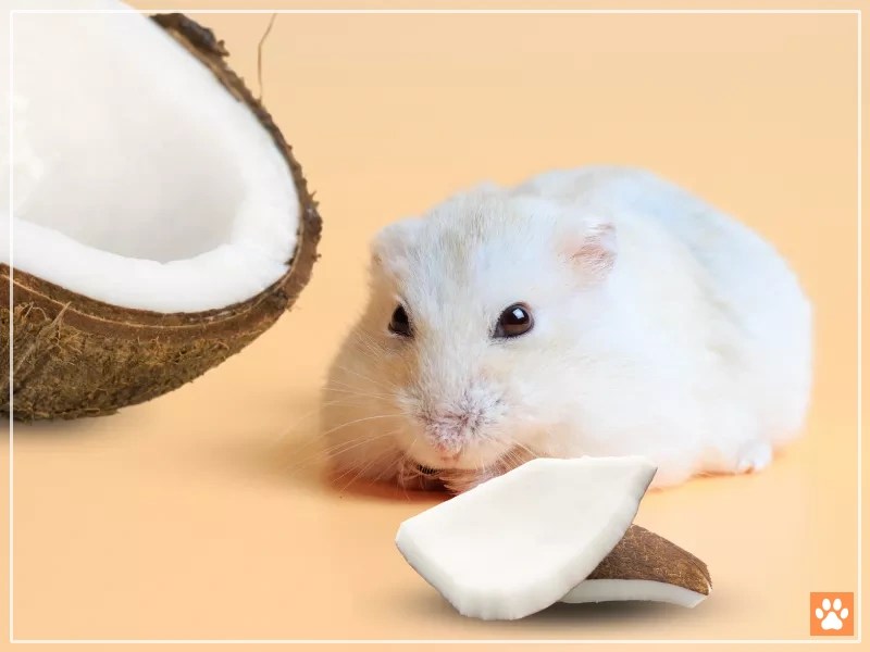 Coconut and Hamsters The Good, The Bad, and The Ugly VIVO Pets
