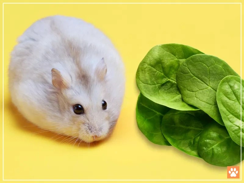 Spinach for Hamsters Safe or Risky? VIVO Pets