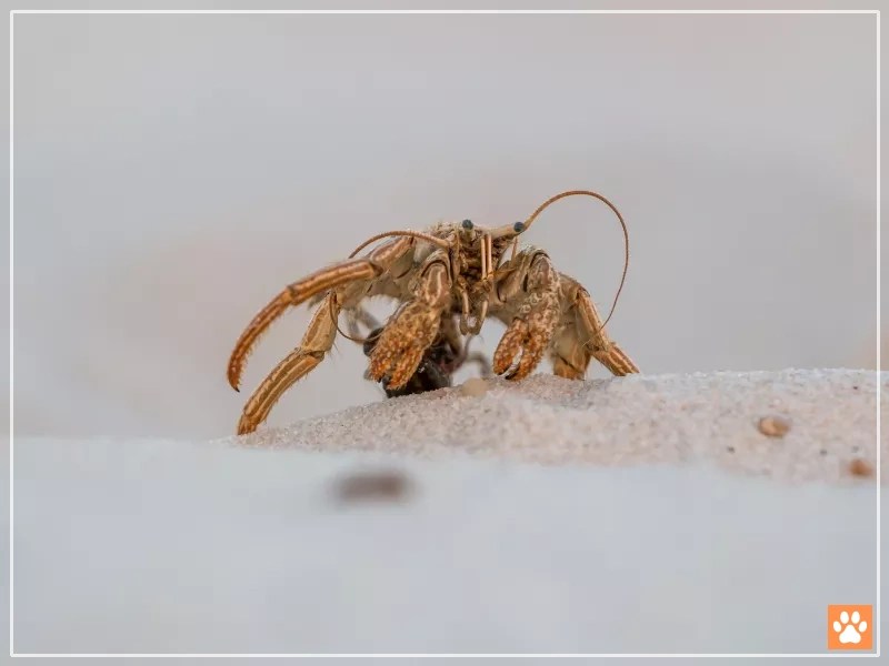 Can Hermit Crabs Live Without a Shell? VIVO Pets