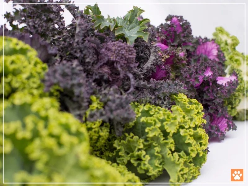 Kale for Hamsters A Nutritious and Delicious Option VIVO Pets