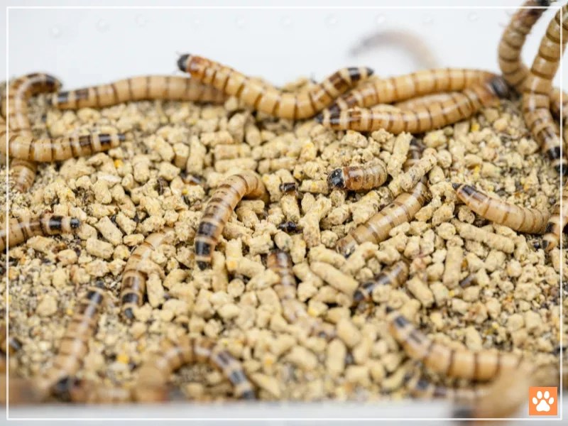 Can Hamsters Eat Mealworms? The Ultimate Hamster Treat VIVO Pets