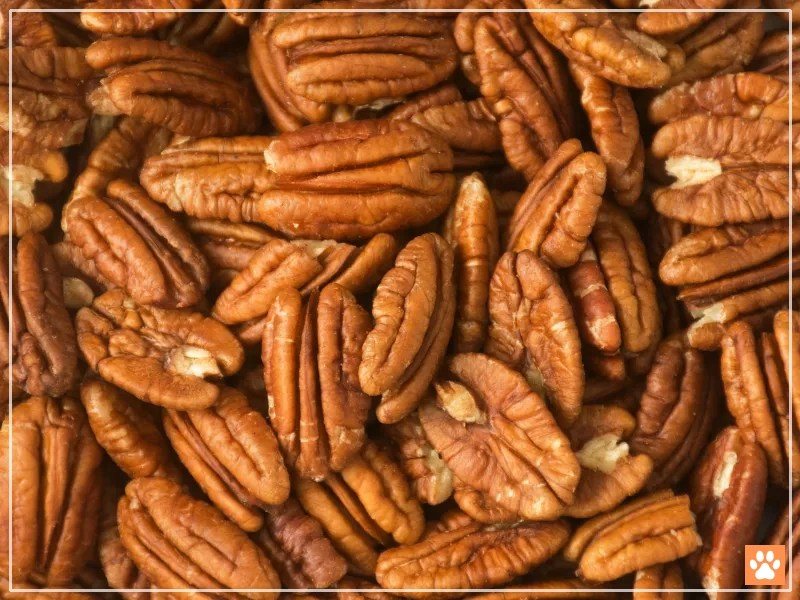 Hamsters and Pecans Everything You Need to Know for a Safe Snack