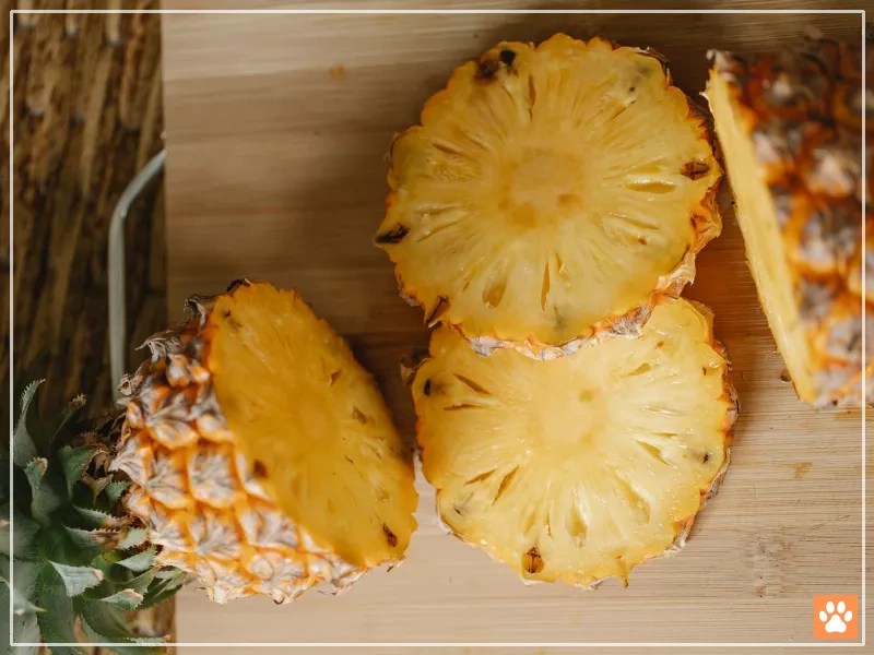 Hamsters and Pineapple A Sweet Treat for Your Pet VIVO Pets