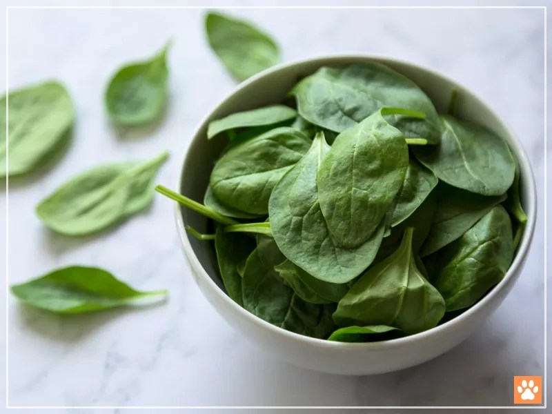 Spinach for Hamsters Safe or Risky? VIVO Pets