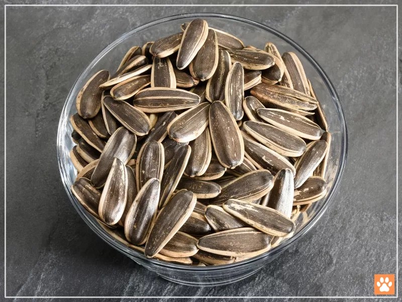 Can Hamsters Eat Sunflower Seeds Nutrition Value and Feeding Tips