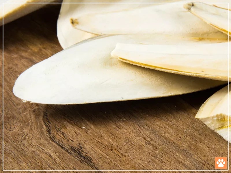 5 Reasons Hermit Crabs Need Calcium VIVO Pets