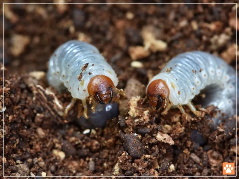 The Benefits of Feeding Grubs to Bearded Dragons VIVO Pets