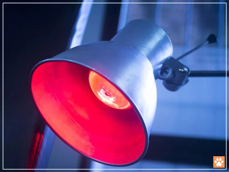 Hermit Crab Supplies The Ultimate List for Pet Owners VIVO Pets