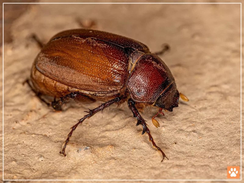 Why Bearded Dragons Should Not Eat June Bugs? VIVO Pets