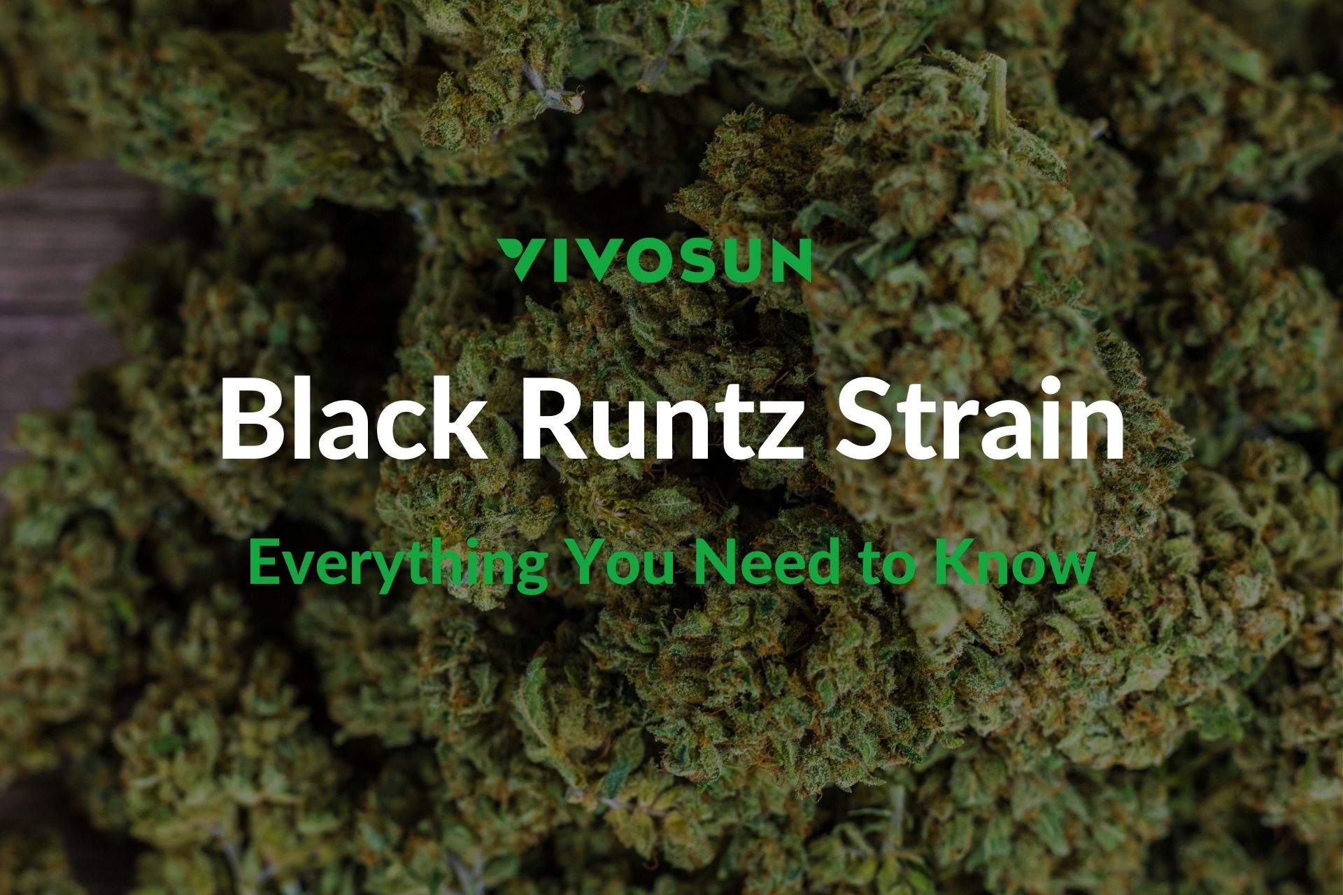Black Runtz Strain Everything Your Need to Know Vivosun