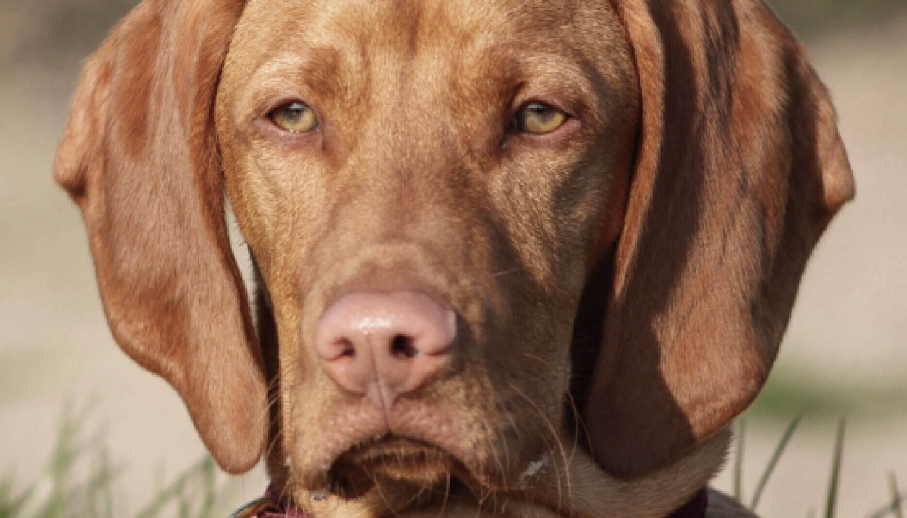 Do Vizslas Make Good Guard Dogs? What Do You Think? Vizsla Care