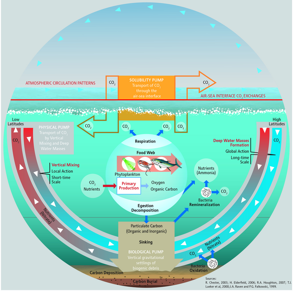 Solubility Pump, Biological Pump, Physical Pump