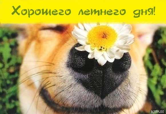 хорошего летнего дня картинки рисованные