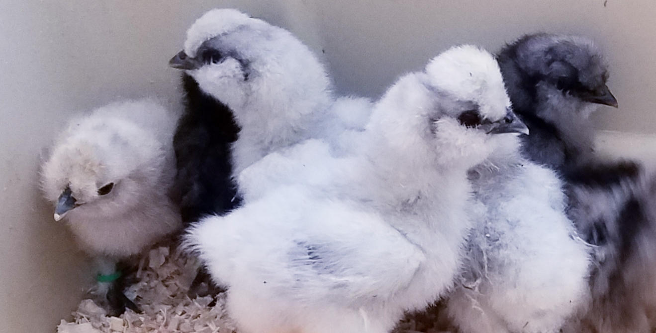 Silkies For Sale 10/15/20 VJP Poultry